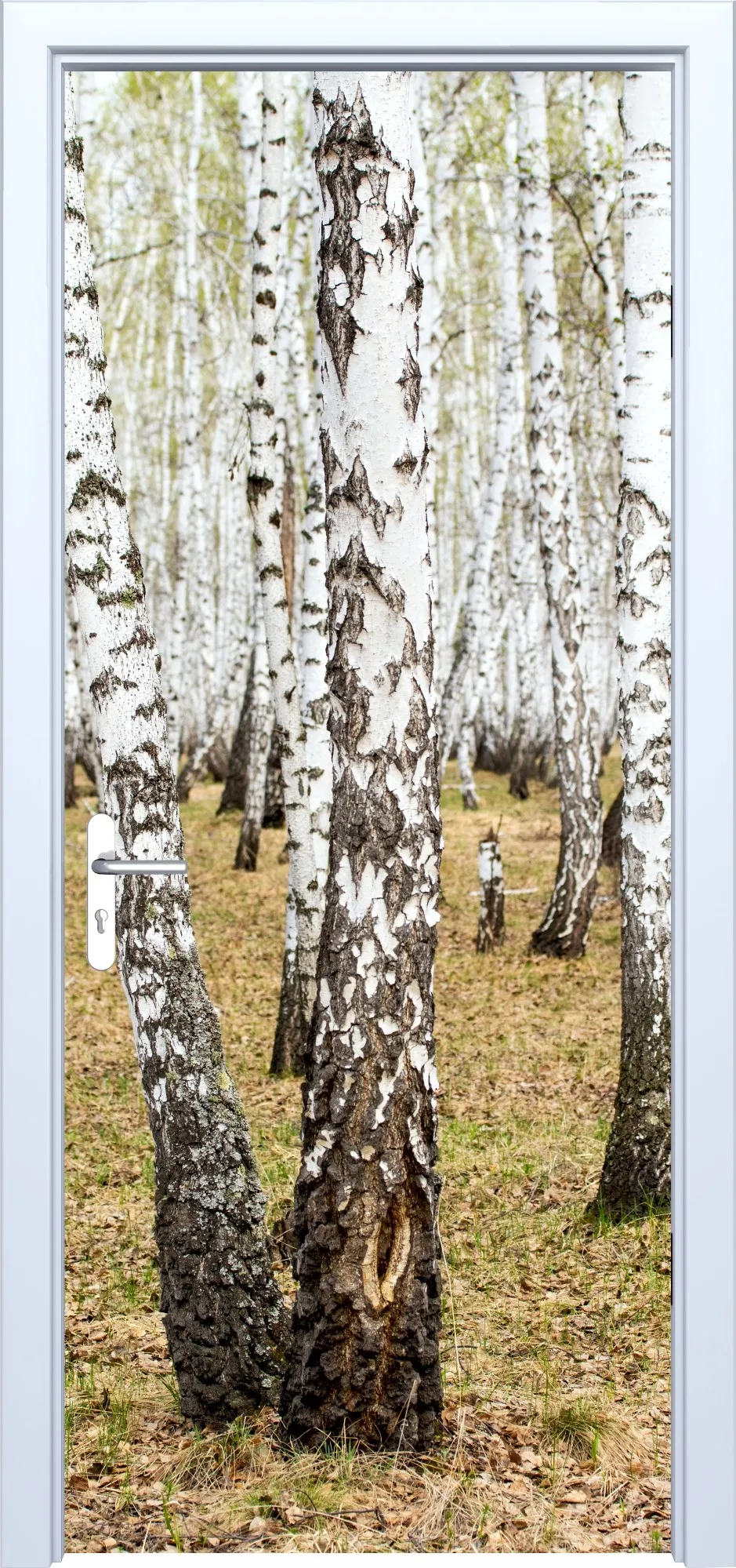 Fototapeta na drzwi brzozy 881