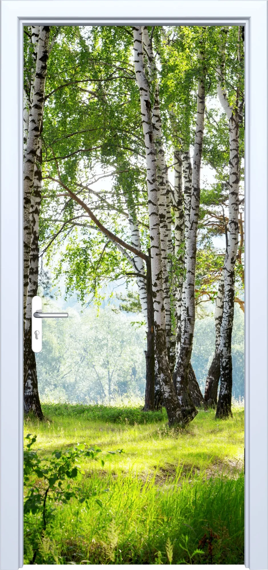 Fototapeta na drzwi brzozy 885