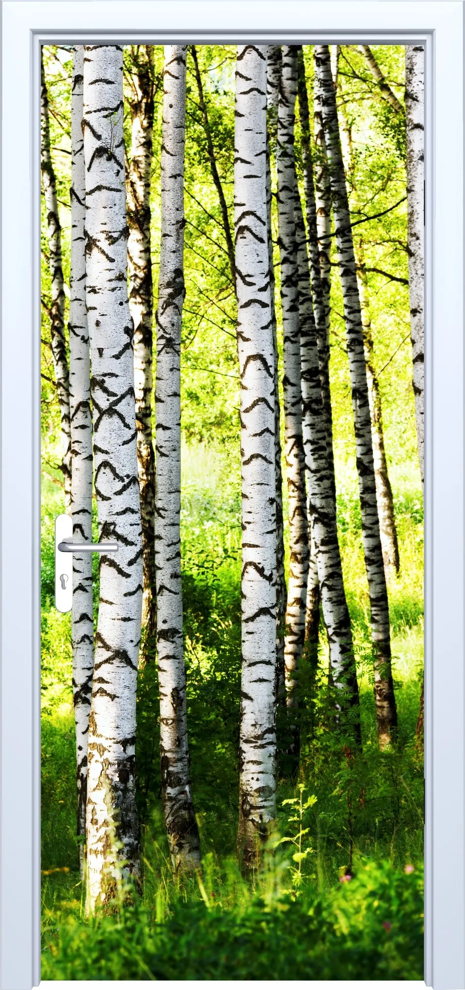 Fototapeta na drzwi brzozy 886