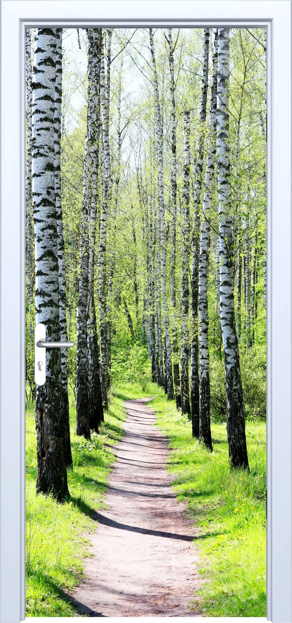 Fototapeta na drzwi brzozy 887